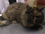 Pet Owners Turn to Chiropractors to Keep Their Dogs and Cats in Line
