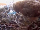Baby Hawks Born on Camera in Washington Square Park