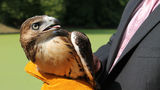 Baby Red-Tailed Hawk Released After Ft. Greene Park Rescue