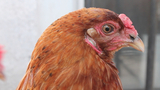 Forget Dogs, Brooklyn Company Wants Chickens to be Man's Best Friend