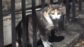<p>Cats in a colony overseen by Neighborhood Cats.&nbsp;</p>
