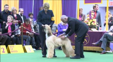  Dr. Jerry Klein examines an Afghan hound as a judge at Westminster Kennel Club's 2013 dog show.
 