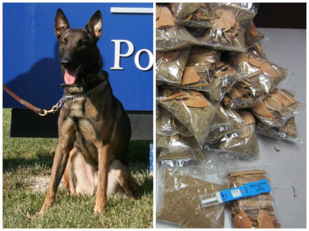  Customs and Border Protection detector dog Shadow sniffed out nearly $500,000 worth of disguised opium Monday, officials said. 

