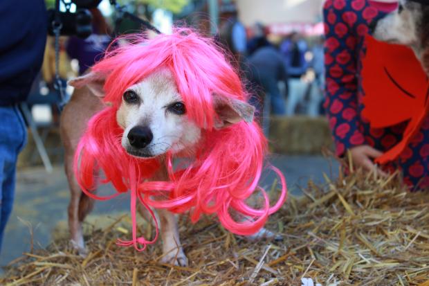  Costumed dogs competed for prizes in the 3rd annual Pooch Parade at Lincoln Square's Apple Fest Saturday. 
