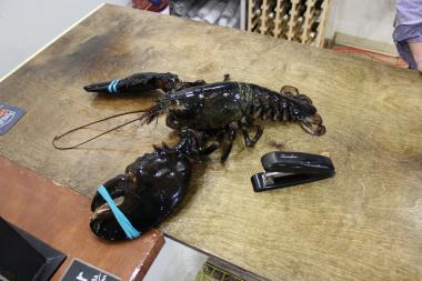  Larry the eight-pound lobster dwarfs a stapler at New England Seafood Company. 
