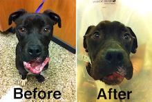 Flapjack Abandoned Dog With Injured Lip Gets Facial Reconstruction Edgewater Chicago Dnainfo