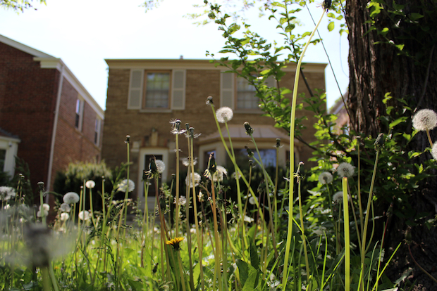  A frustrated neighbor outed Gov. Pat Quinn for letting his front lawn run wild with dandelions. 