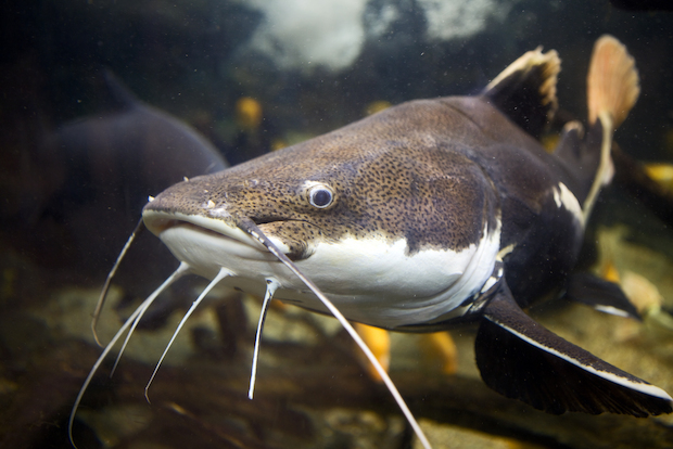 Chicago River Gets 10 000 Catfish In Release But Don t Fry Them Up Yet 