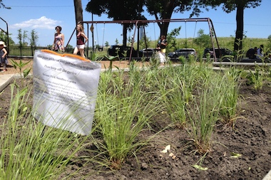  Volunteers have created a small garden in the McGuane Park playlot. 