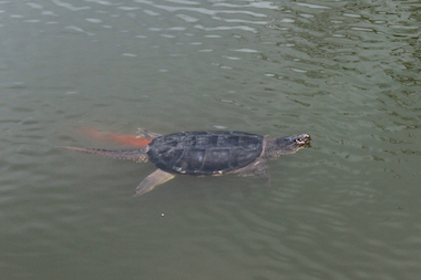  A snapping turtle floats among fish at a bird-less Indian Boundary Park lagoon. 