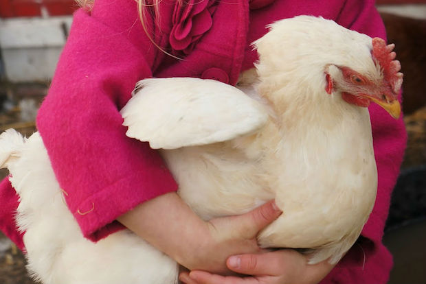  Urban chickens and their owners open coops for a public tour. 