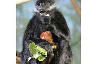  The Lincoln Park Zoo's baby Francois' langur. 