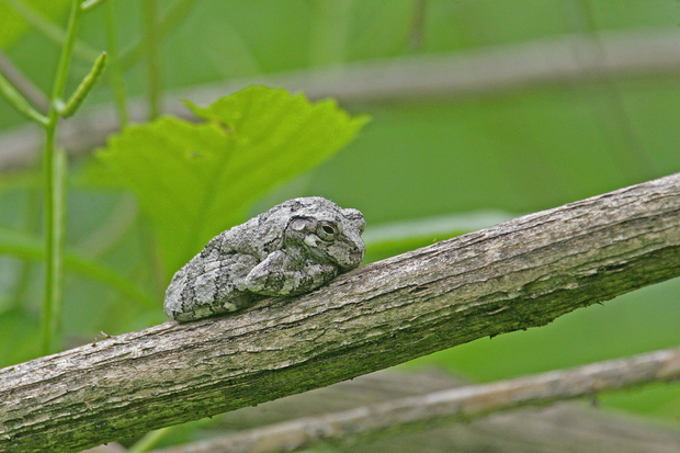  There are several different types of frogs in Chicago 