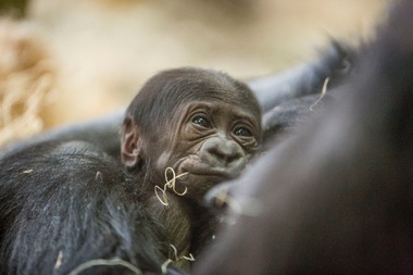  Bella, the endangered western lowland gorilla was born Feb. 24 