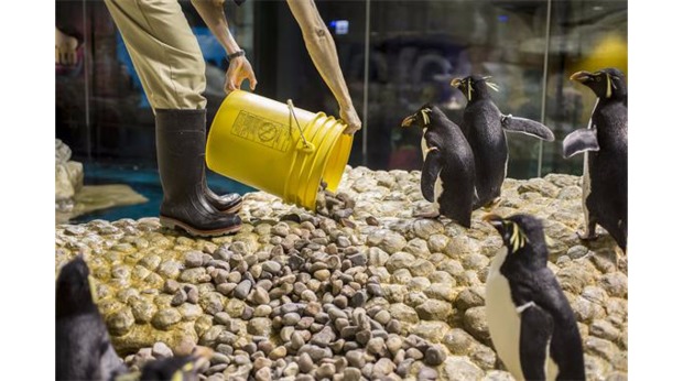 Shedd Aquarium Staff Set The Mood for Penguin Mating Season - South