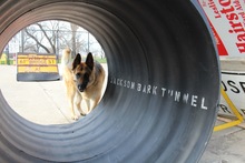 stonebridge dog agility