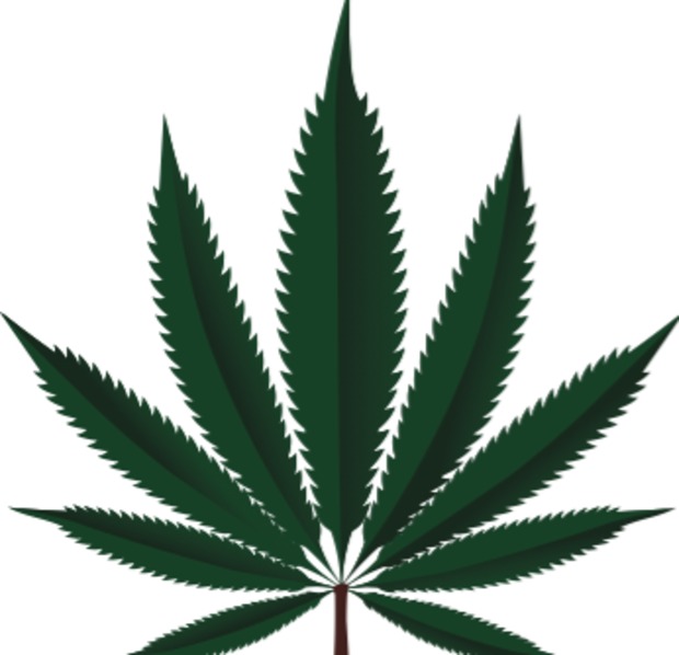  Marijuana leaf illustration. 