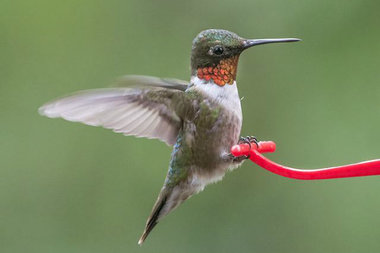  Ruby-throated hummingbirds should be in Chicago soon. 