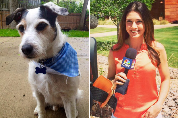  Former Comcast SportsNet Chicago reporter Jen Lada's dog, Wrigley, was found Tuesday after more than a week of him missing. 