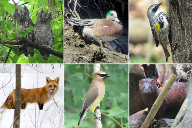  Clockwise from top left: Eastern Screech Owl chicks; an American Wigeon; a Yellow-rumped Warbler; a mink; a Cedar Waxwing; and a red fox at LaBagh Woods 