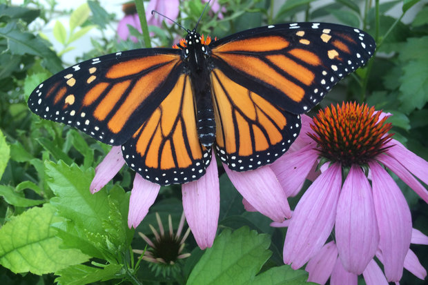  Monarch butterflies migrated through town in increasing numbers this year. 