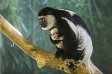  11-year-old Kutaka is a first-time mother, zookeepers said. 