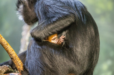  The baby monkey was born Dec. 2. 