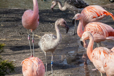  Chilean flamingo on exhibit at Lincoln Park Zoo. 