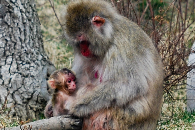  There's a new snow monkey baby at Lincoln Park Zoo. 