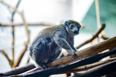  The baby is clinging tightly to its mother, Sokkwi. 