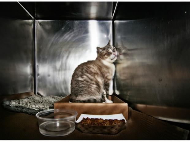 cats on death row near me