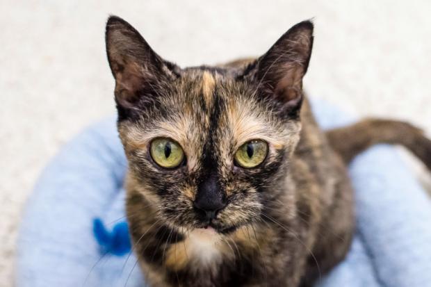  The Third Annual Cat Friday Offers New York's Reduced Fees for Cat Adoptions 
