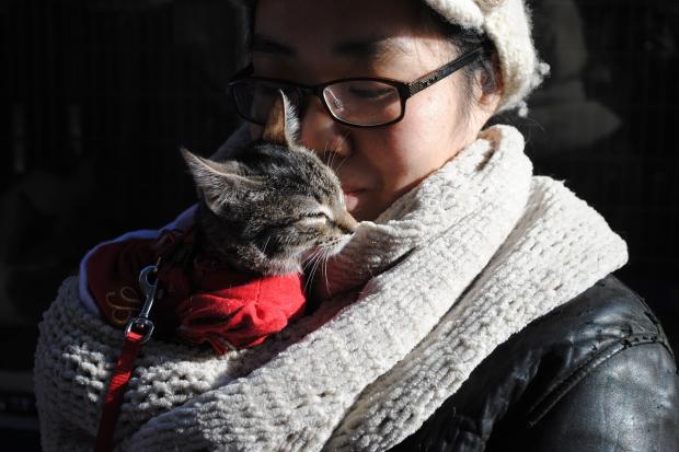  NYC Animal Alliance hosts the fourth annual Whiskers in Wonderland cat and rabbit event at Union Square and Columbus Square Petco on December 7th and 8th. 
