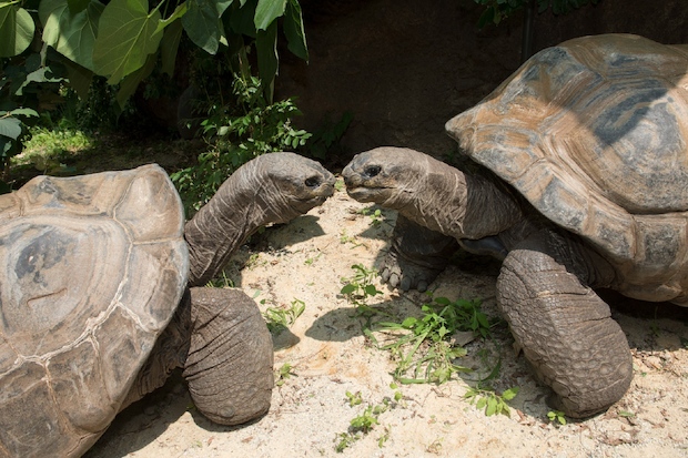  A pair of gigantic Aldabra tortoises have moved into the Bronx Zoo. 