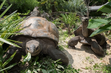  Aldabra tortoises (pictured here) can live more than 200 years.
 