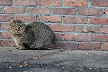  The nonprofit Neighborhood Cats started "Staten Island Clean Sweep" that will spay or neuter 1,000 stray cats in the borough. 