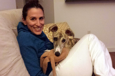  Burt, a Whippet, was reunited Jan. 27, 2015 with his Harlem owner, Lauren Piccolo, after being missing for five months. 