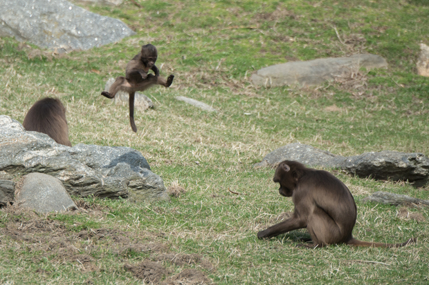  A baby gelada baboon debuted at the Bronx Zoo this week and is living at the zoo's Baboon Reserve in the Africa Plains section.  