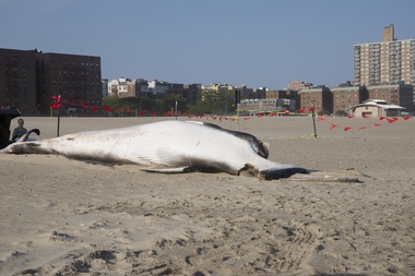 Whale Beached On Coney Island Whale Beached On Coney Island