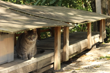  Feral cat caretakers and city officials are looking for a new home for a pack of feral cats that live in Hudson Yards.   