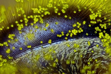  Winners of Nikon's photo competition focused on captures of the smallest things on earth will be on display at NYSCI through February.   