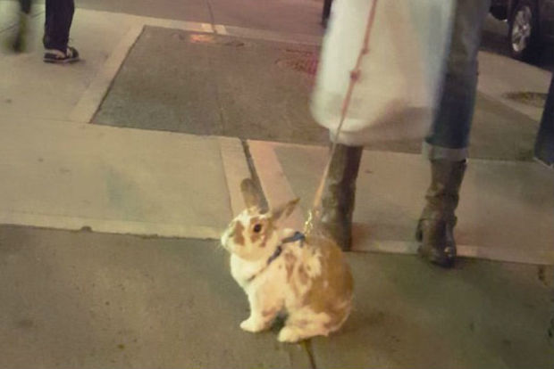 walking a bunny on a leash