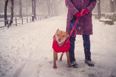  An anonymous do-gooder shoveled snow to help out dogs like Fern, adopted from Mighty Mutt's adoption center in Union Square. 