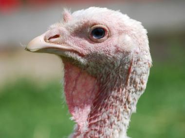 Bubbles, one of the turkeys Prettyman saved from the Thanksgiving dinner table.