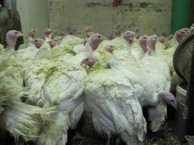 Turkeys waiting for customers at La Granja #1 in Inwood.