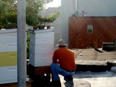 Fourth-generation beekeeper Andrew Cote tends beehives on a Lower East Side rooftop. Cote is among those pushing the city's Health Department to de-criminalize urban beekeeping.