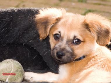 A new doggy day care is slated to open in April at 85 South Street.