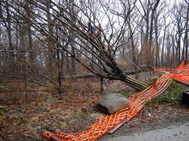 This tree survived the 9/11 attacks but was blown over during last weekend's storms.