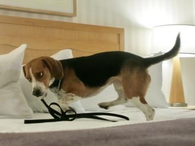 Bergdorf Goodman uses a bedbug sniffing beagle, like this one, to patrol for critters after hours.