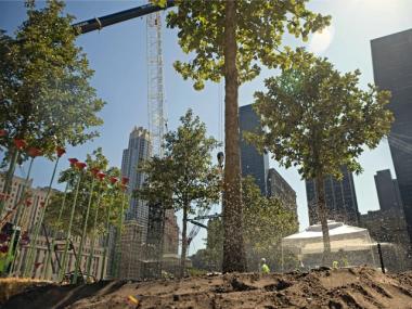 The first swamp white oak trees arrived on Aug. 28.